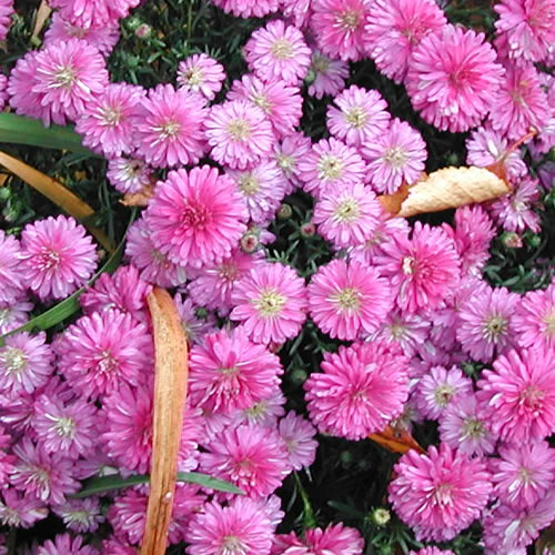 Aster nova-belgii Marie III